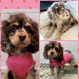 Cockapoo puppies from Toledo Creek Doodles