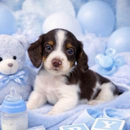Twix - Chocolate and tan male Dachshund puppy in Fredericksburg, Indiana from Blue River Mini Dachshunds