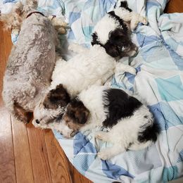 Wire Fox Terrier Puppies from Bluegrass Wyre