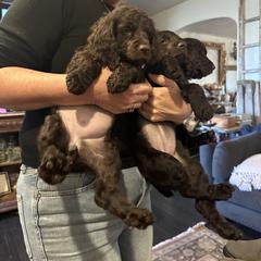 Boykin Spaniel Puppies from Drakes Creek Boykins LLC