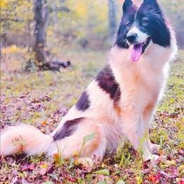 Kana Okhish: A Working Soul and Light-Filled Presence - female Native American Indian Dog puppy in Green Creek, North Carolina from Corn Moon Medicine Dogs