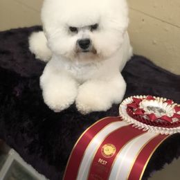Scandal - Bichon Frise