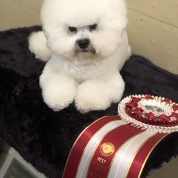 Scandal - Bichon Frise