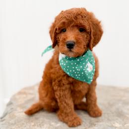 Rosie - Red  female Goldendoodle puppy in Billings, Montana from Montana Raised Doodles