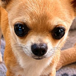 Cavalier King Charles Spaniels, Chihuahuas, Goldendoodles, and Shihpoos from That’s My Puppy