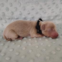 Puppy 3 - Fawn (isabella) and tan male Dachshund puppy in Krum, Texas from Dots N Spots Dachshunds