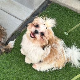 Maggie - Shih Tzu