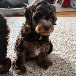 Gus - Merle male Cavapoo puppy in West Olive, Michigan from House of Cavapoos