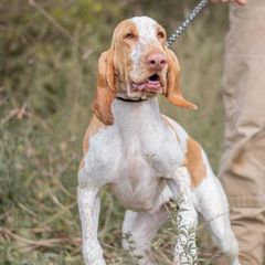 Augusta - Bracco Italiano