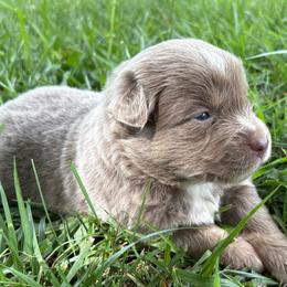 Tristen - Red tri male Miniature Australian Shepherd puppy in Smithville, Arkansas from Cooper Creek Aussies