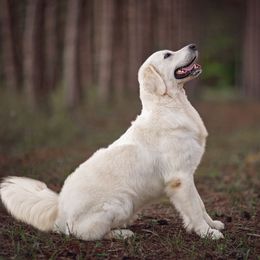 Golden Retriever puppies from MayHaven English Cream Retrievers