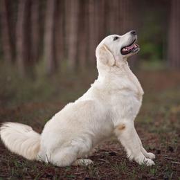 Golden Retriever puppies from MayHaven English Cream Retrievers