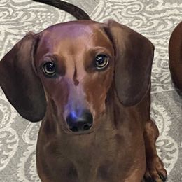 RILEY - Dachshund