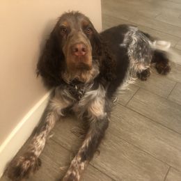 Dustin - English Springer Spaniel