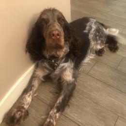 Dustin - English Springer Spaniel
