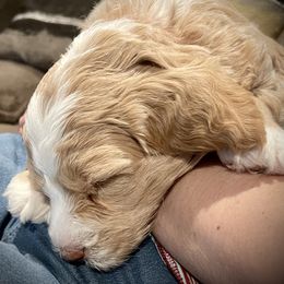 Goldendoodle Puppies from GoldenHearted Doodles