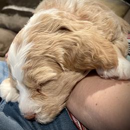 Goldendoodle Puppies from GoldenHearted Doodles