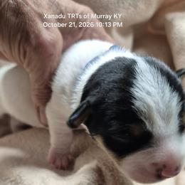 HARLEY - White and black male Teddy Roosevelt Terrier puppy in Murray, Kentucky from Froschwald German Shepherds and Xanadu Teddy Roosevelt Terriers