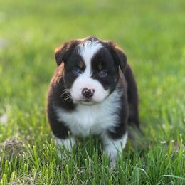 Spatula - Red & white female Australian Shepherd puppy in Argyle, Iowa from Country Time Kennels