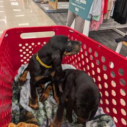 Black and Tan Coonhound Puppies from Jackman Kennels