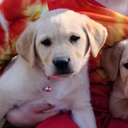 Labrador Retrievers from Okie Shed Dogs LLC