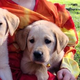 Labrador Retrievers from Okie Shed Dogs LLC