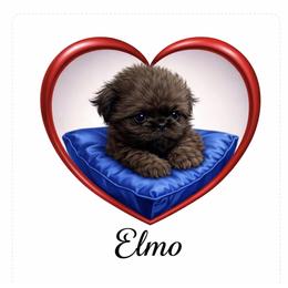 Tiny Tim - Red male Shih Tzu puppy in Covington, Georgia from Top Hats 2  Shih Tzu’s