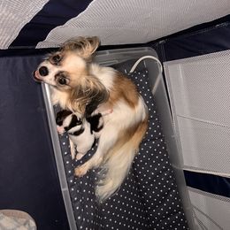 Papillon Puppies from Seven Pillars Papillon