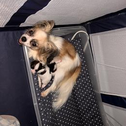 Papillon Puppies from Seven Pillars Papillon