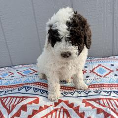 Boy 1 - male Newfypoo puppy in Bloomfield, Iowa from Schooley Doodles