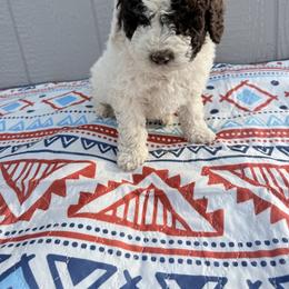 Boy 1 - male Newfypoo puppy in Bloomfield, Iowa from Schooley Doodles