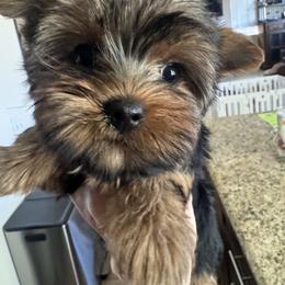 Beauty - Tan and white female Yorkshire Terrier puppy in Riverside, California from Playful teacups Yorkshire