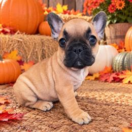 Cuke - Fawn female French Bulldog puppy in Tampa Bay, Florida from Woodpecker Ridge Pups