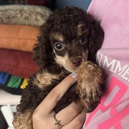 Chino - Phantom male Poodle puppy in Winter Haven, Florida from Herdez’s Poodles