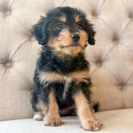 Hazelnut🩷 - Black tri-color female Aussiedoodle puppy in Granbury, Texas from Triple Cross Doodles