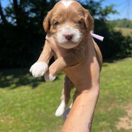 Purple Girl - Red  female Goldendoodle puppy in Richmond, Kentucky from The Doting Doodle