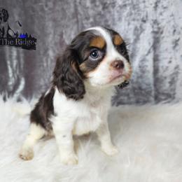 Cavalier King Charles Spaniel and Companion Cross Puppies from Pups on the Ridge