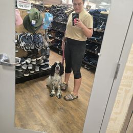 Boykin Spaniel and English Springer Spaniel Puppies from 31 Pines Springers & Retrievers