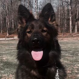 Kevin - German Shepherd