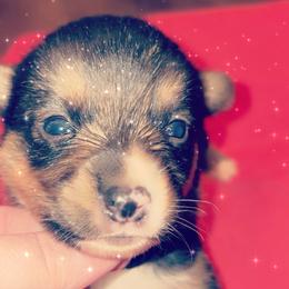American Corgi Puppies from Highland corgis
