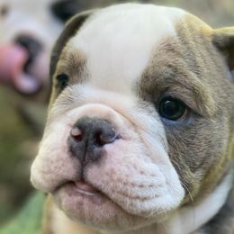 Boy 7 - Bulldog puppy in Fairfax, California from Marin Bulldogs