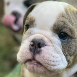 Boy 7 - Bulldog puppy in Fairfax, California from Marin Bulldogs