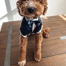 Aussiedoodle and Goldendoodle Puppies from Garside Doodles