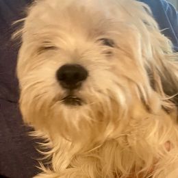 Bengi - Lhasa Apso