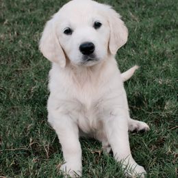 Golden Retriever Puppies from Dani’s Dawgs