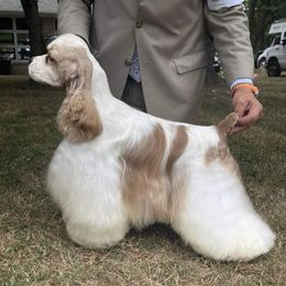 Carl - Cocker Spaniel