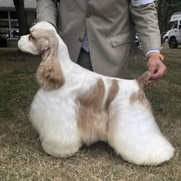 Carl - Cocker Spaniel