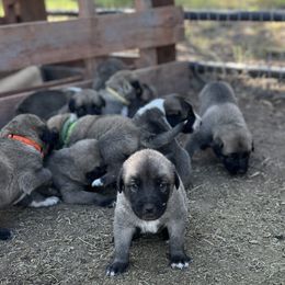 Anatolian Shepherd Dog, Komondor, and Newfoundland Puppies from Tatties Ranch
