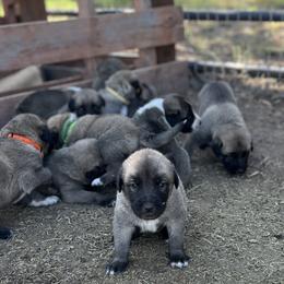 Anatolian Shepherd Dog, Komondor, and Newfoundland Puppies from Tatties Ranch