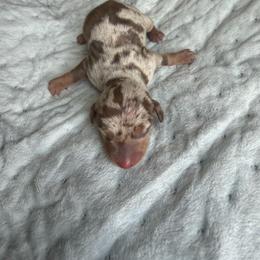 Dapple female - Dapple female Dachshund puppy in Woodward, Oklahoma from Wiener Dreams Dachshunds